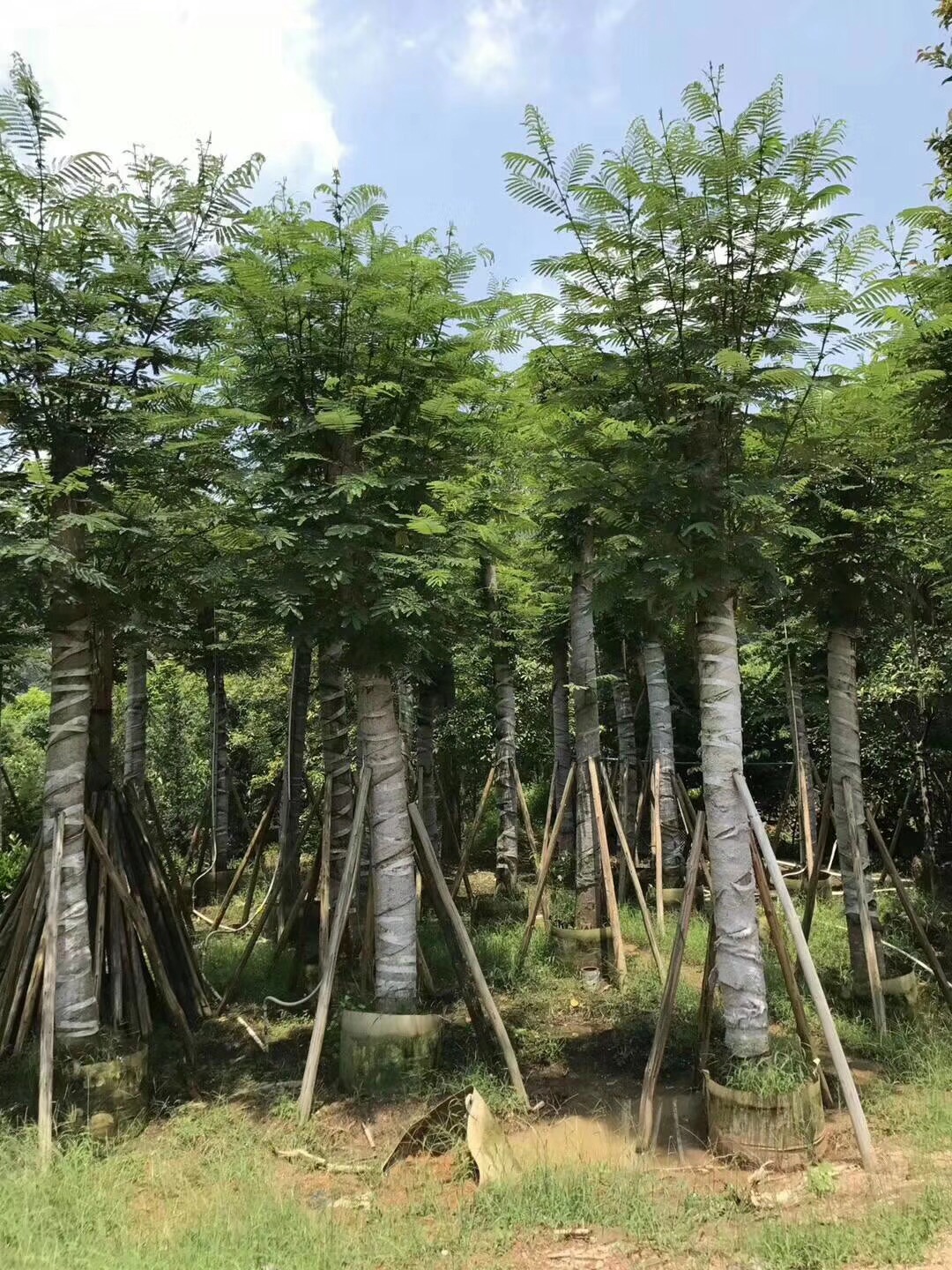 云南秋楓 廣東云南秋楓大量供應 云南秋楓廠家批發(fā) 云南苗木
