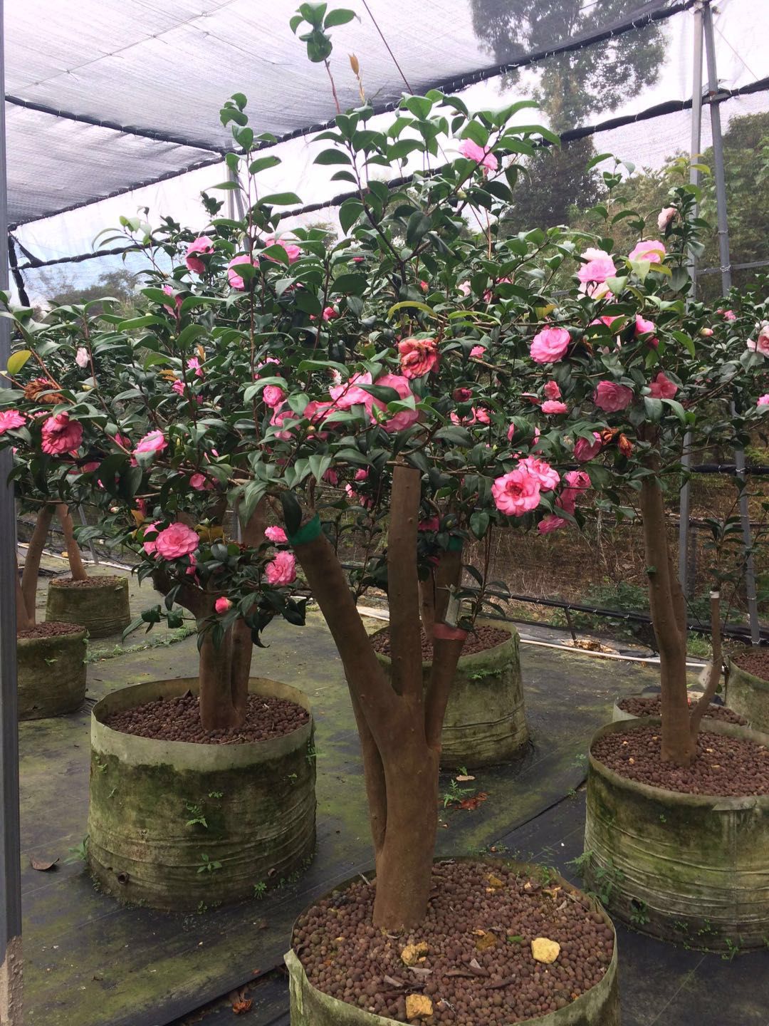 山茶花苗木 山茶花苗木基地  東莞山茶花苗木基地  山茶花苗木價格