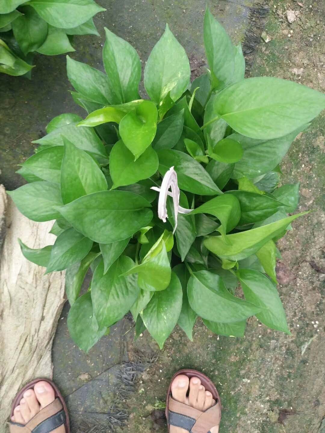 綠蘿怎么養(yǎng) 綠蘿種植方法 如何打理綠蘿壽命更長(zhǎng) 廣州綠蘿批發(fā) 廣州綠蘿價(jià)格