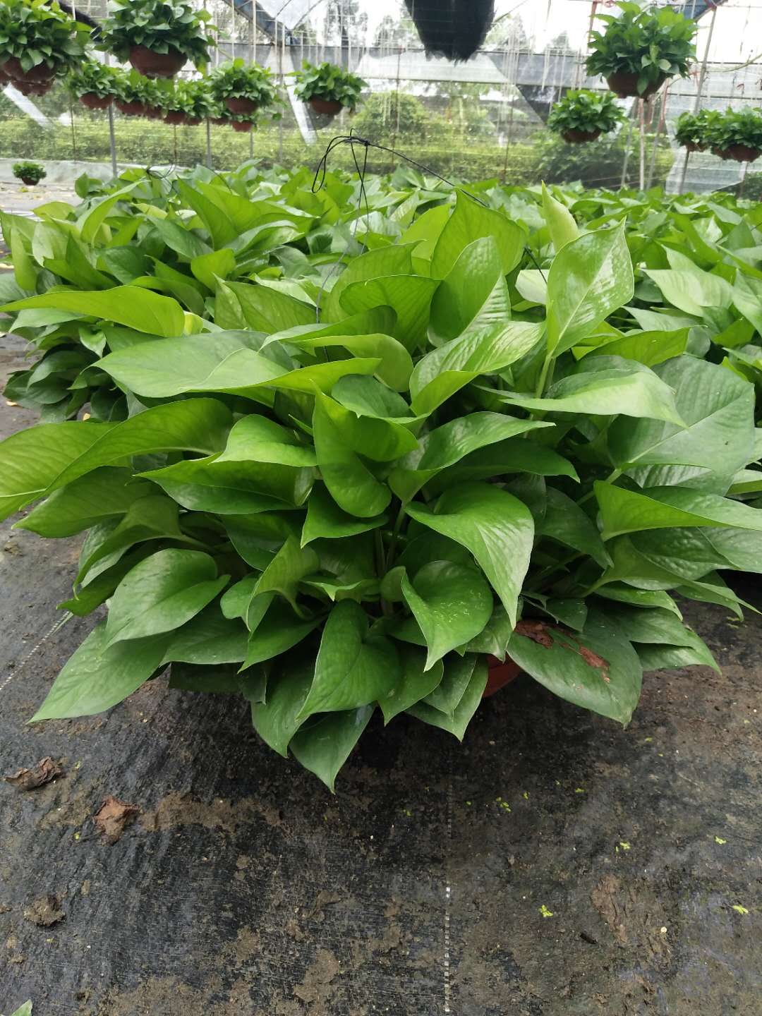 廣西綠蘿批發(fā) 廣西綠蘿批發(fā)價(jià)格 綠蘿批發(fā)基地 大量批發(fā)綠蘿 綠蘿廠家直銷