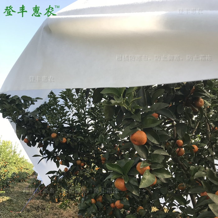 柑橘防寒布，防霜布廠家直銷