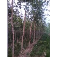 五角楓 五角楓價(jià)格