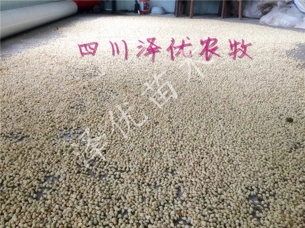 供應(yīng)酸柚種子-酸柚種子基地--酸柚種子批發(fā)直銷- 酸柚種子