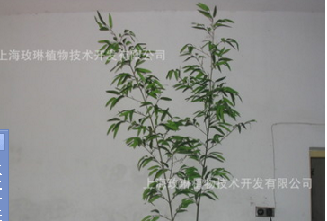 上海仿真竹子廠家直銷 上海仿真竹子供應(yīng)商 仿真竹子廠家 上海仿真竹子制造商