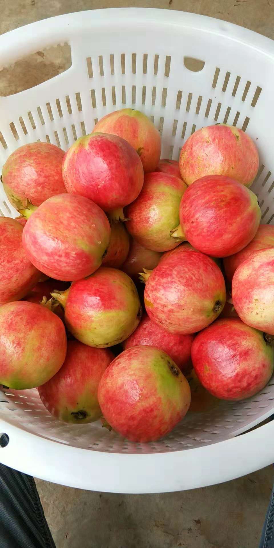 軟籽石榴，河陰軟籽石榴，鄭州軟籽石榴，滎陽河陰軟籽石榴，河陰*軟籽石榴，軟籽石榴價格，軟籽石榴廠家，鄭州軟籽石榴