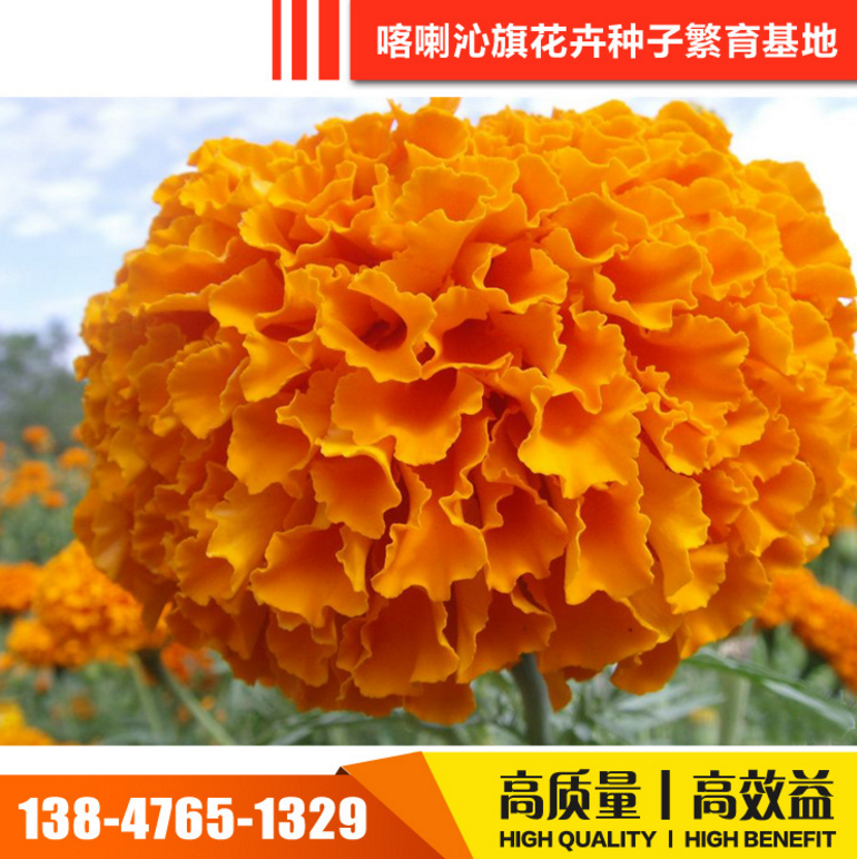 萬壽菊 草花種子萬壽菊 草花種子萬壽菊批發(fā) 草花種子萬壽菊供應(yīng)商 草花種子萬壽菊價格