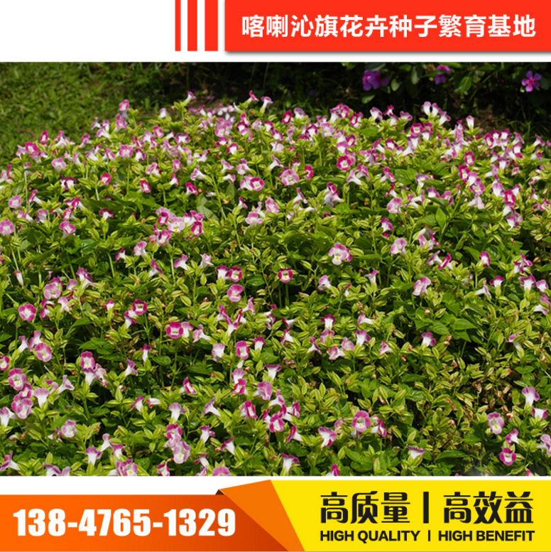 花卉種子 花卉種子報價 花卉種子電話 花卉種子批發(fā) 花卉種子哪家好 花卉種子供應商