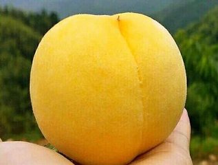 皇金冠黃桃，優(yōu)質(zhì)黃桃，極好吃的黃桃，黃桃樹苗新品種，黃桃樹苗價格