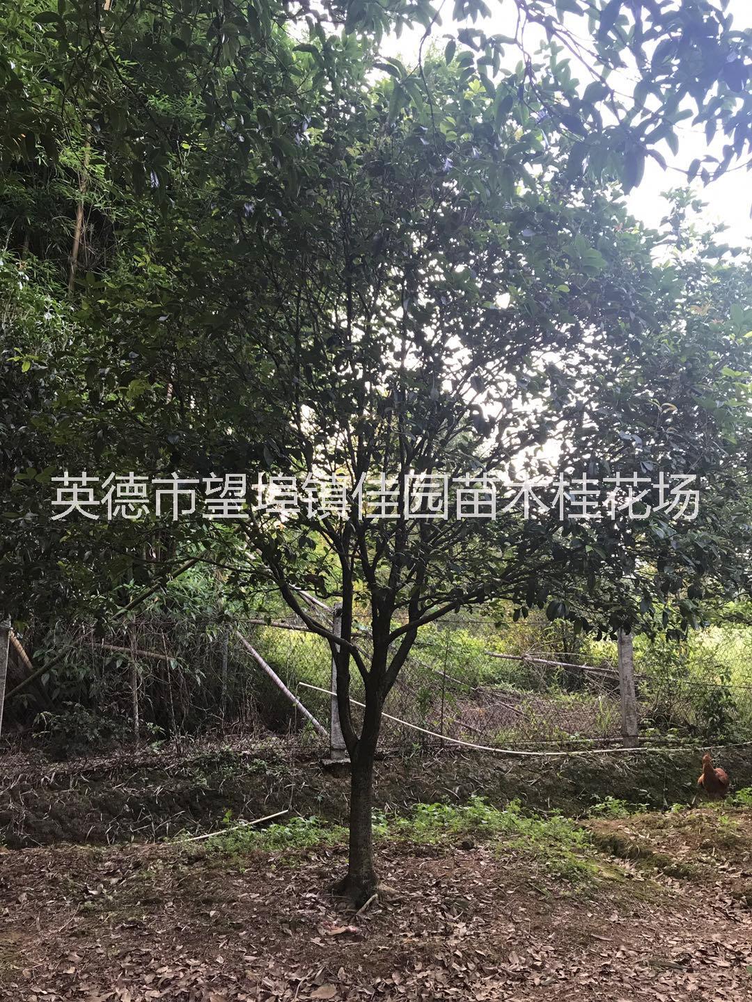 桂花_廣東英德桂花_種植基地報價_批發(fā)價格_廣東桂花基地直銷價格