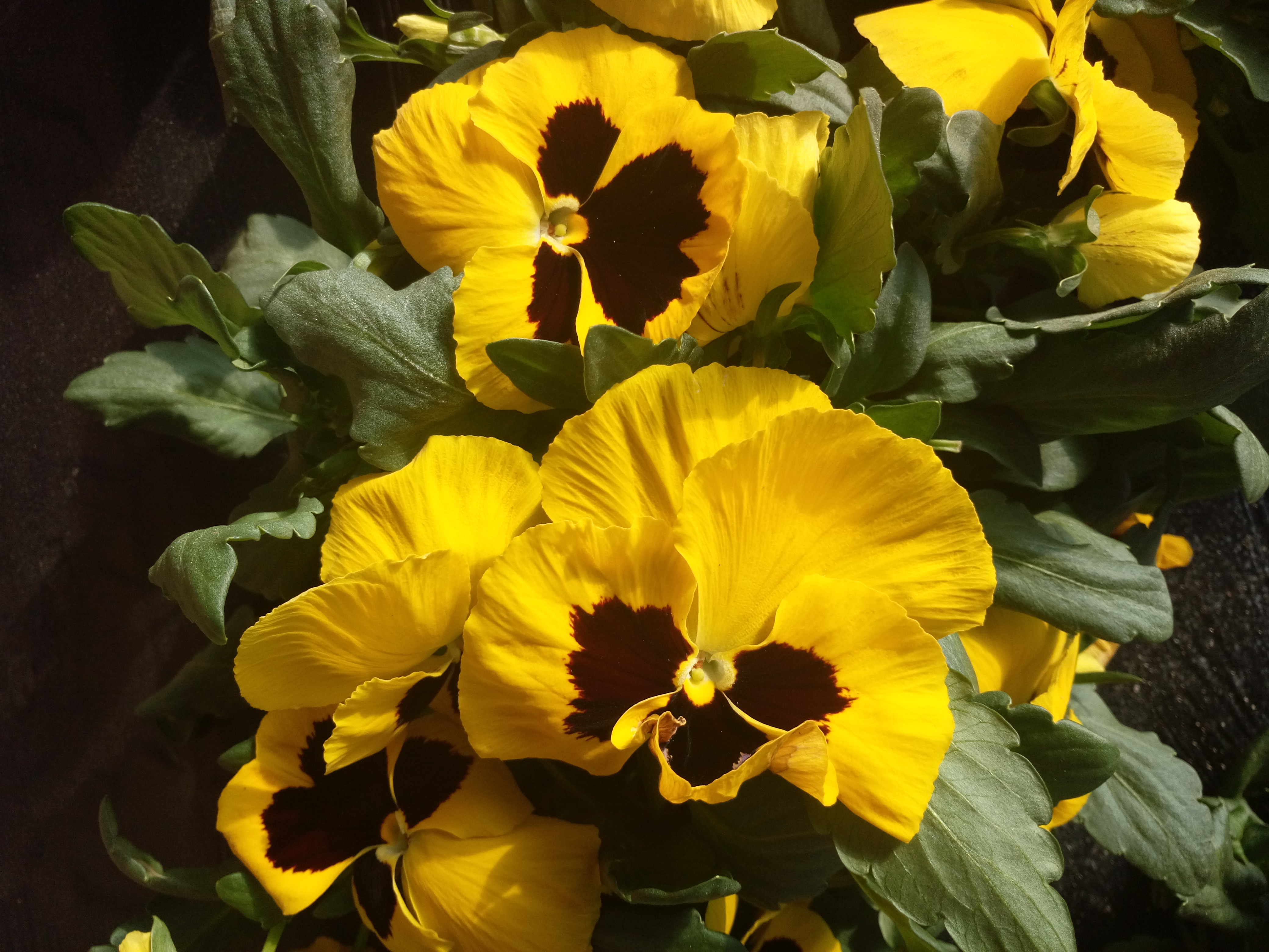 萬壽菊廠家直銷-價格-供應(yīng)商