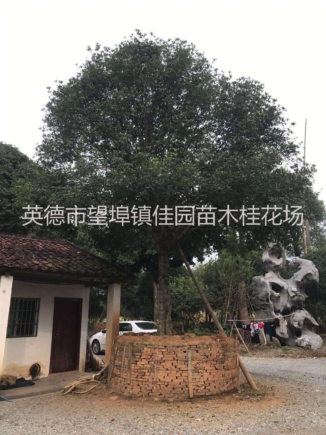 桂花_桂花基地_廣東桂花基地_桂花產(chǎn)地直銷_桂花種植基地供應(yīng)