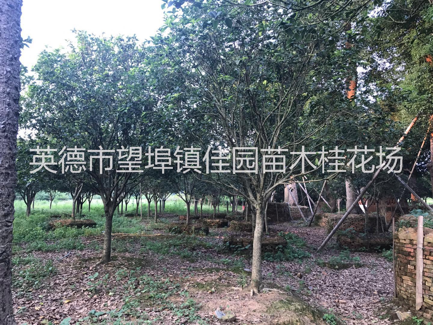 清遠(yuǎn)15-30桂花批發(fā),15-30桂花種植基地,15-30桂花供貨直銷價(jià)