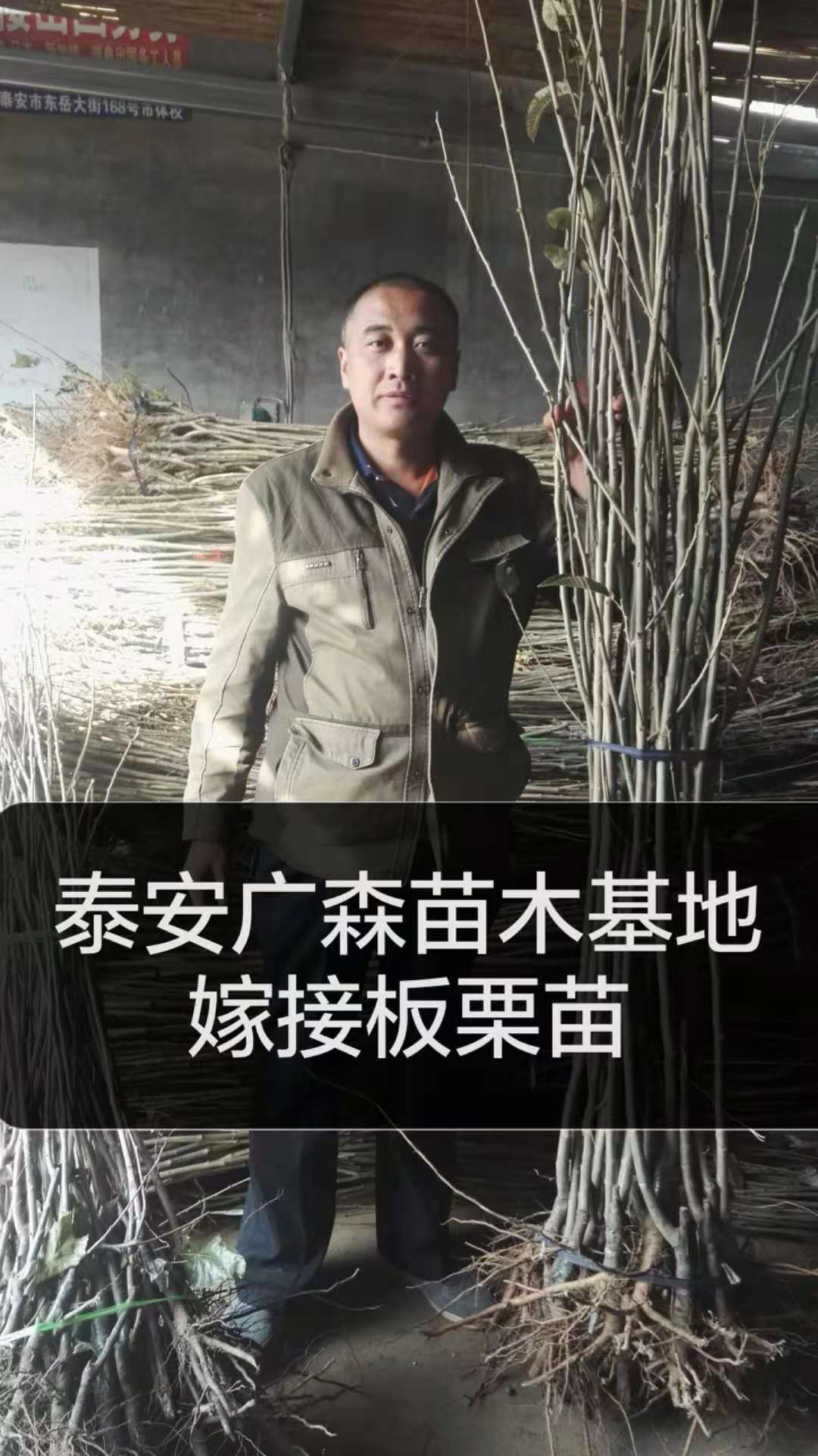 板栗苗 山東板栗苗 山東板栗苗基地 泰安板栗苗基地 山東泰安板栗苗基地 山東板栗苗批發(fā)商 山東板栗苗供應(yīng)商