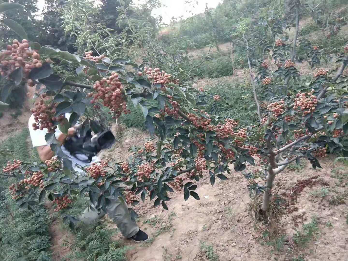 泰安大紅袍花椒苗基地 山東泰安大紅袍花椒基地 山東大紅袍花椒苗批發(fā)商 山東大紅袍花椒苗供應(yīng)商