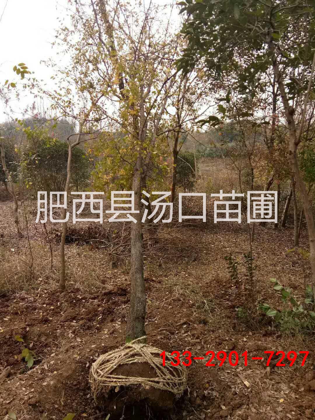 安徽大全冠榔榆20公分25公分30公分28公分22公分價格