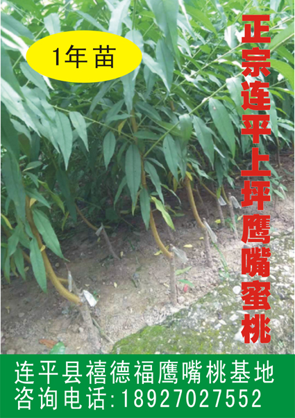 哪個(gè)桃樹(shù)品種好？就選連平鷹嘴桃，鷹嘴桃的花色好看，果子品質(zhì)高，具有很高的經(jīng)濟(jì)效益及觀賞價(jià)值。