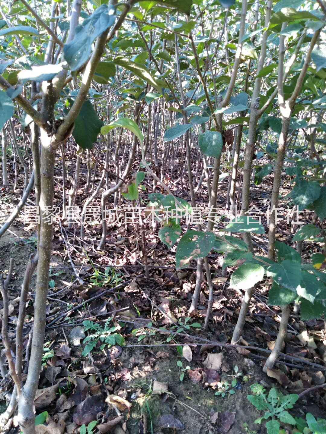 寶雞矮化蘋(píng)果苗種植基地，寶雞優(yōu)質(zhì)矮化蘋(píng)果苗批發(fā)，寶雞矮化蘋(píng)果苗種植技術(shù)