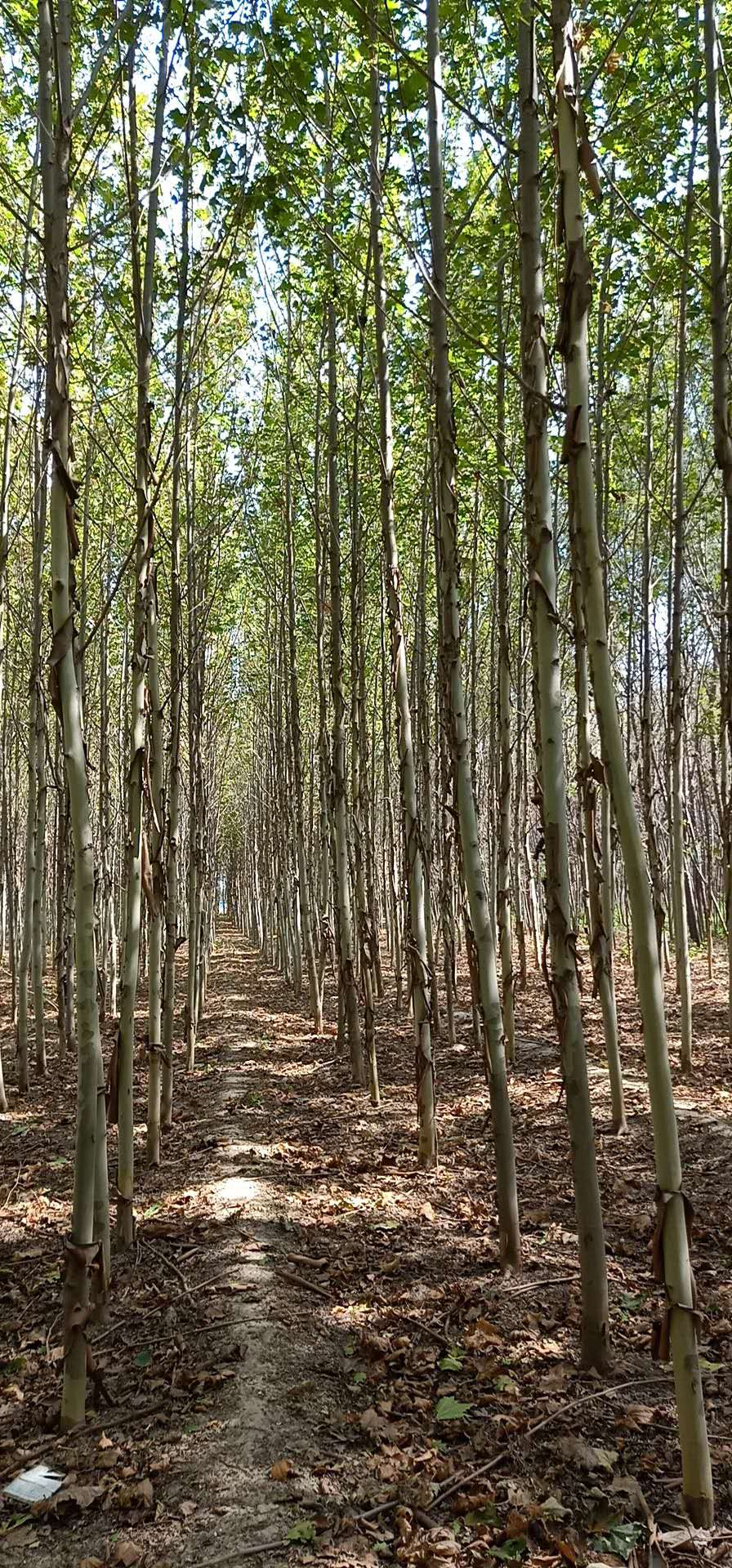 山東供應(yīng)法桐樹 棗莊是否有法桐樹 德州提供法桐樹嗎