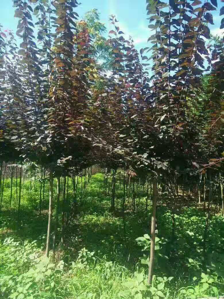 直銷紅葉李苗木、紅葉李、紅葉李苗、紅葉李廠家、紅葉李批發(fā)、紅葉李基地、紅葉李行情、紫葉李直銷、陜西紅葉李