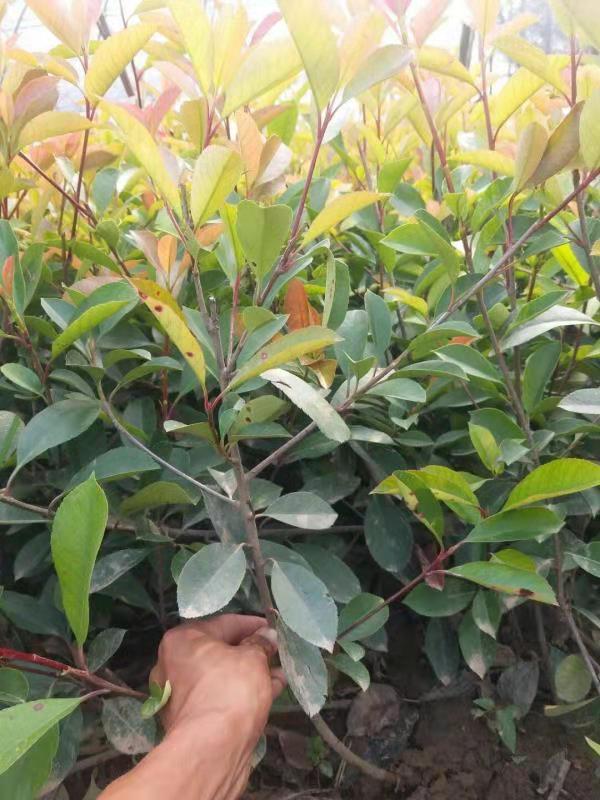 紅葉石楠、直銷紅葉石楠、紅葉石楠苗木、陜西紅葉石楠批發(fā)、紅葉石楠廠家、紅葉石楠精球、紅葉石楠哪家好、紅葉石楠價(jià)格