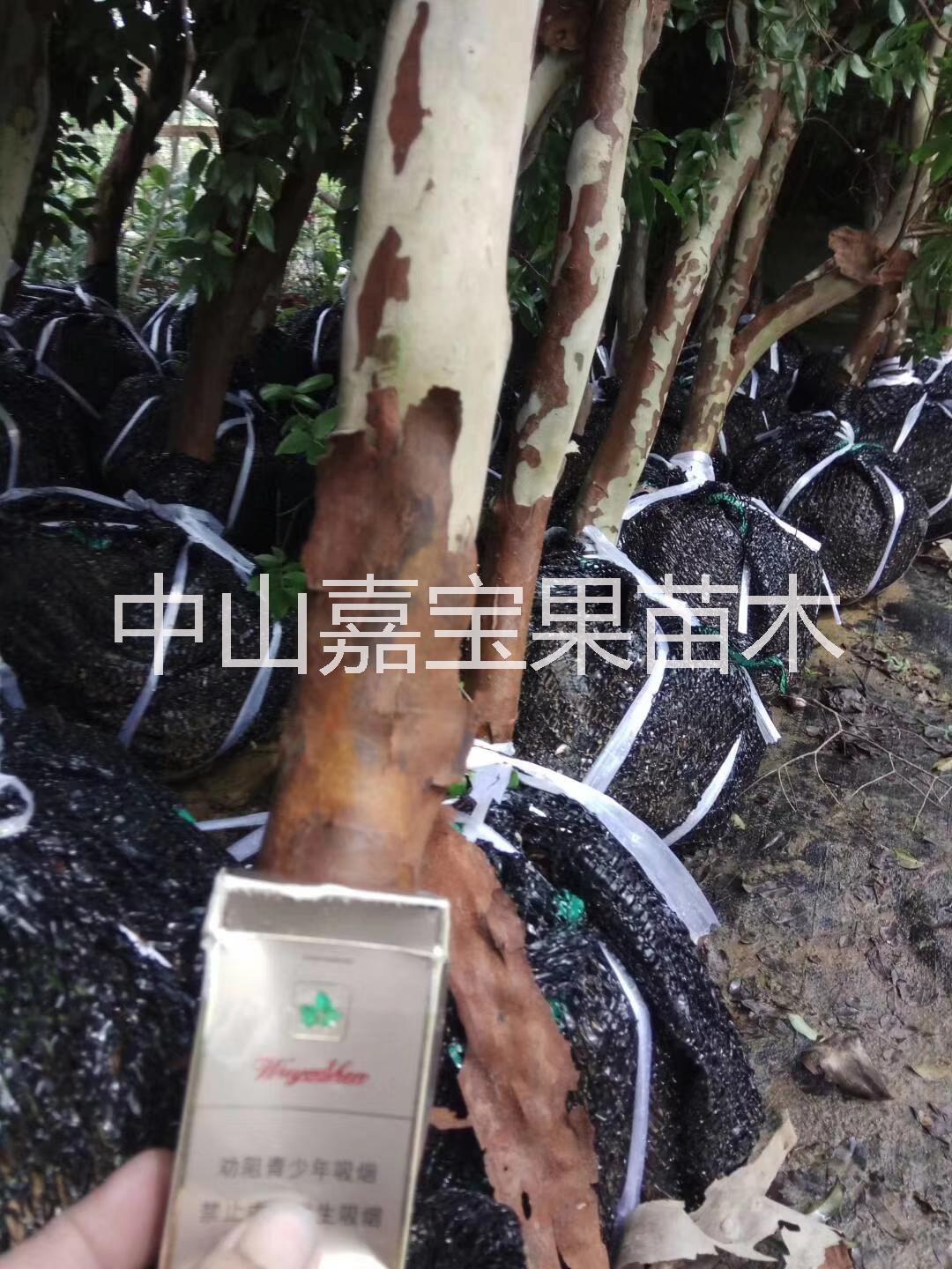 沙巴嘉寶果，臺灣嘉寶果，嘉寶果