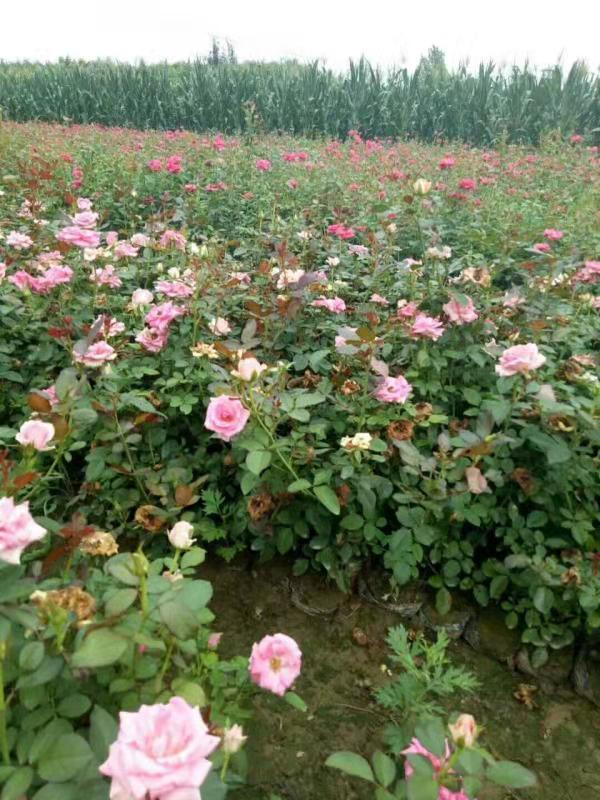 直銷玫瑰、 月季、玫瑰批發(fā)、四季玫瑰價(jià)格、四季玫瑰行情、玫瑰廠家、四季玫瑰供應(yīng)廠家、西安哪家苗圃有四季玫瑰批發(fā)