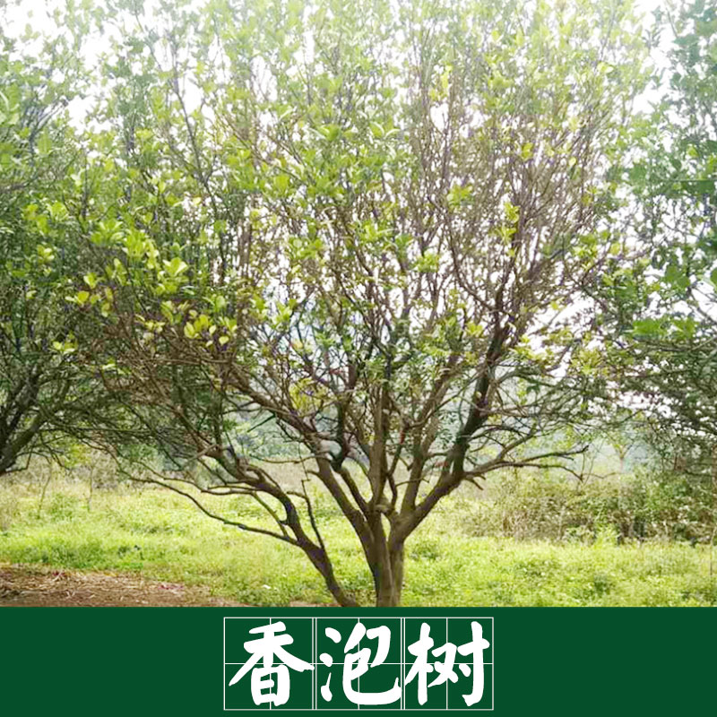 廠家直銷 供應(yīng) 香泡樹(shù)  景觀園林樹(shù)木 廠家直銷 服務(wù)好 運(yùn)輸有保障 香泡樹(shù)