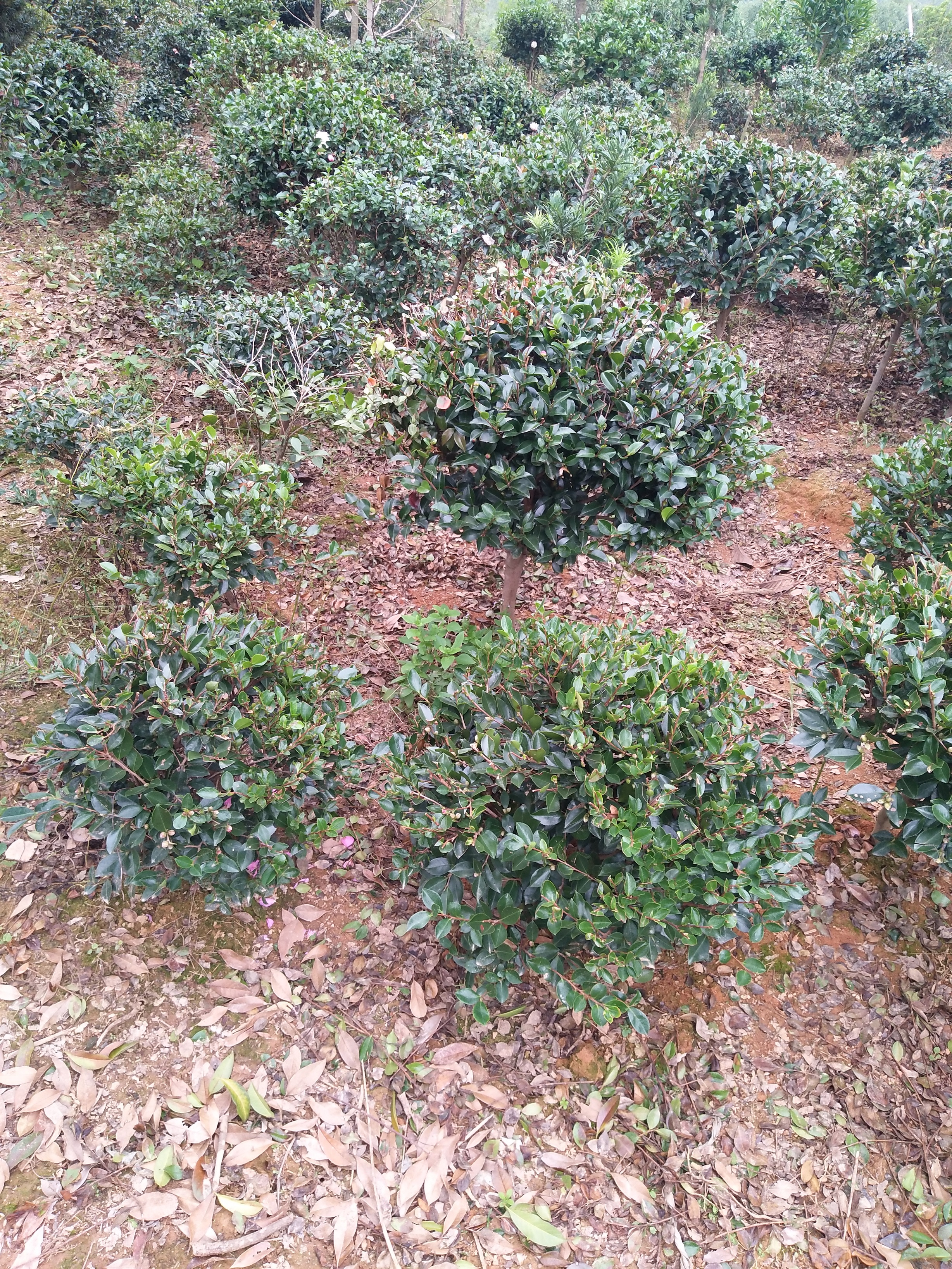 茶梅