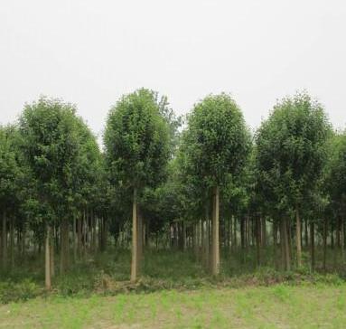 山東供應(yīng)白臘樹 濱州白臘 菏澤白臘