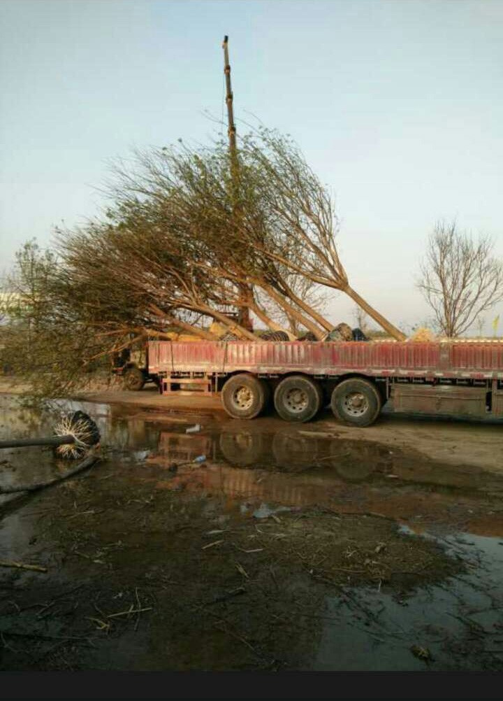 國槐 國槐苗木 國槐苗木哪家好 國槐報(bào)價(jià) 國槐批發(fā) 郯城國槐供應(yīng) 山東國槐批發(fā) 國槐廠家直銷 國槐批發(fā)報(bào)價(jià) 國槐廠家