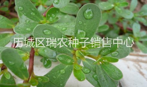 野菜種子批發(fā) 馬齒莧種子價(jià)格