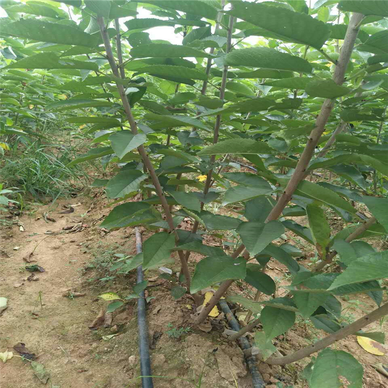 紅燈櫻桃苗栽培技術  寧夏紅燈櫻桃苗報價