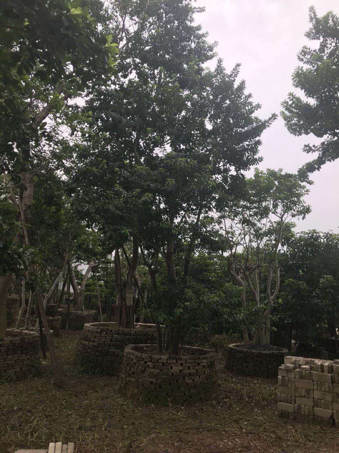 鐵冬青-鐵冬青基地鐵-冬青批發(fā)-廣東佛山哪里有鐵冬青賣