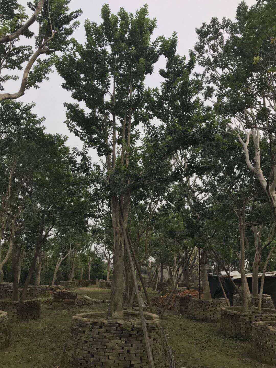 鐵冬青基地鐵-冬青批發(fā)-鐵冬青價(jià)格-叢生鐵冬青批發(fā)報(bào)價(jià)