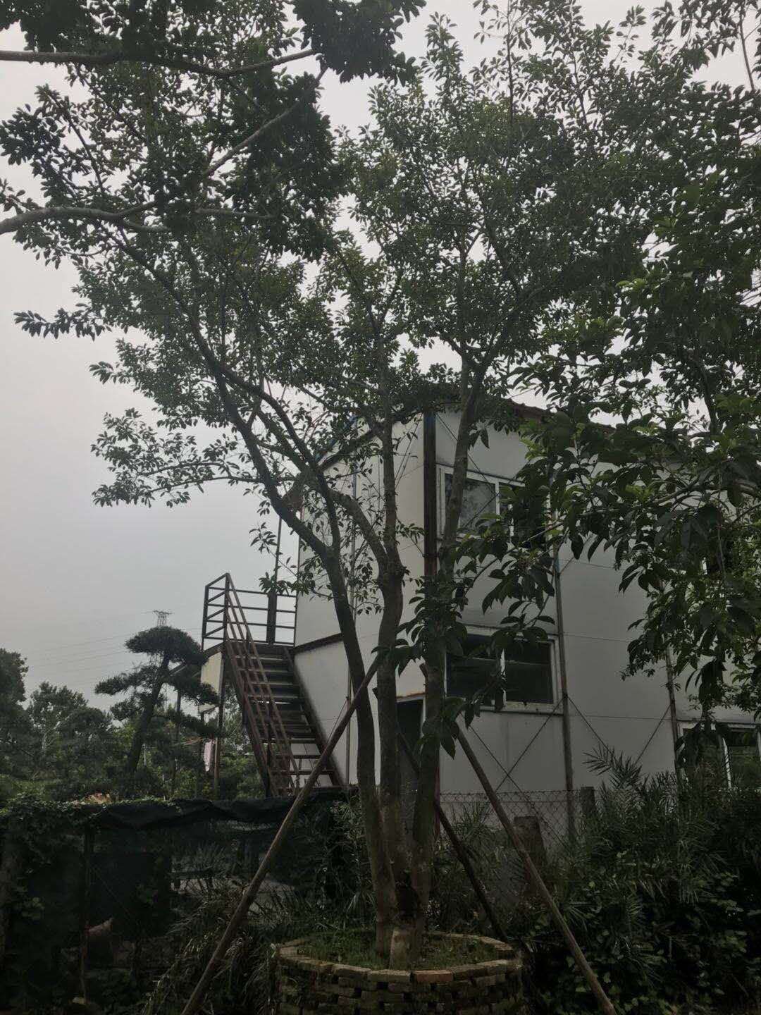 鐵冬青-鐵冬青基地鐵-冬青批發(fā)-廣東佛山哪里有鐵冬青賣