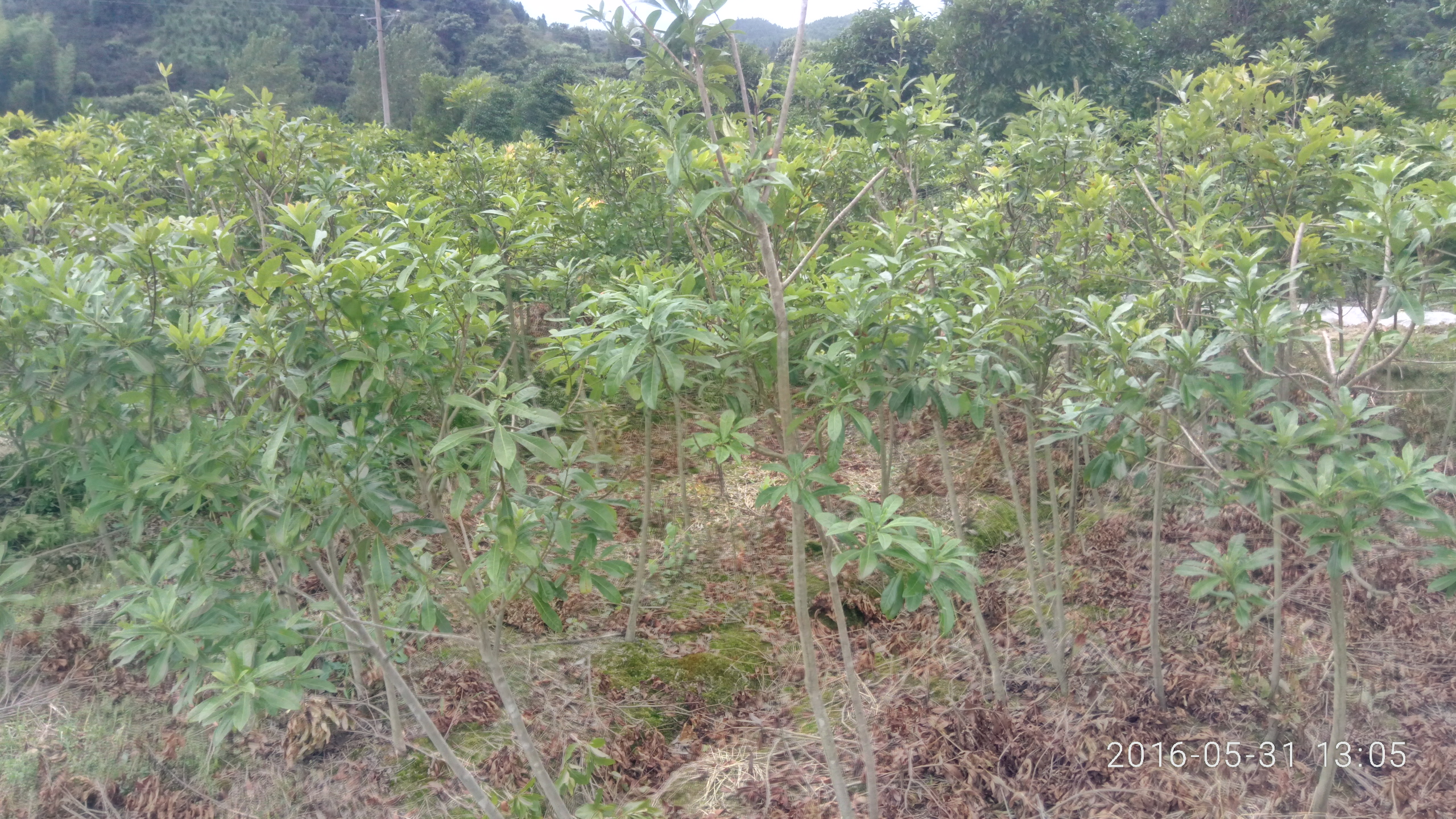 綠化楊梅苗/大量優(yōu)質(zhì)嫁接楊梅苗/湖南懷化靖州種植基地