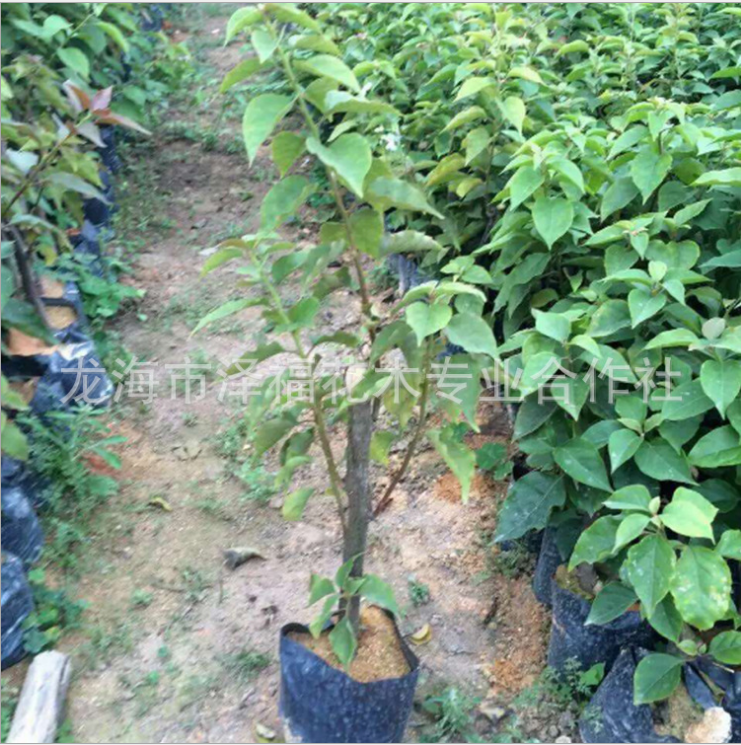 各種規(guī)格三角梅 自產(chǎn)自銷 潮汕三角梅供應(yīng)商 廣東各種三角梅報價 韶關(guān)各種三角梅價格 東莞各種三角梅直銷  各種規(guī)格三角