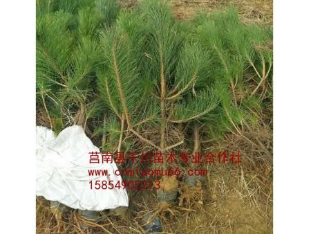 青松苗批發(fā) 青松苗基地 青松苗報價 山東青松苗 青松苗供應商