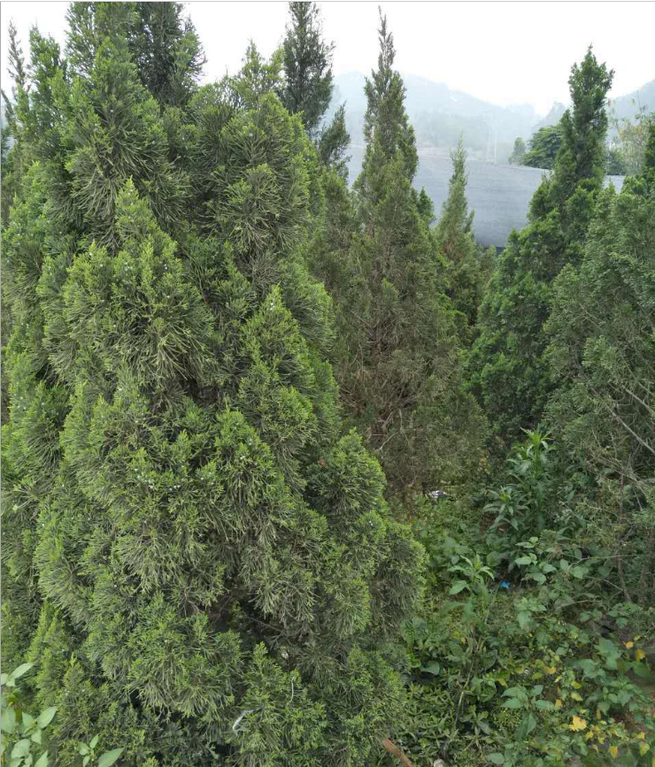 廣東塔柏報價 福建省塔柏基地 江西塔柏供應(yīng)商 浙江塔柏 供應(yīng)商 貴州塔柏供應(yīng)商