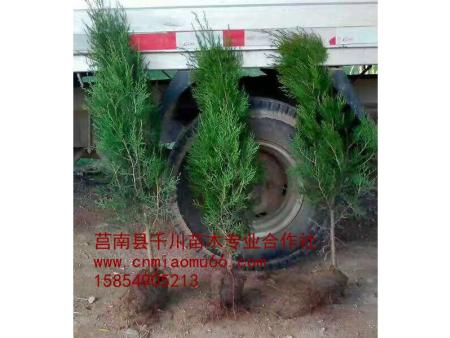 供應(yīng)15公分側(cè)柏苗 直銷(xiāo)15公分側(cè)柏苗 側(cè)柏苗基地 側(cè)柏苗種植基地 側(cè)柏苗批發(fā)