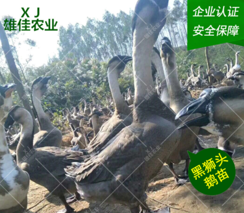 廣西獅頭鵝廠家 廣西獅頭鵝批發(fā) 廣西獅頭鵝報(bào)價(jià) 廣西獅頭鵝苗價(jià)格 廣西獅頭鵝苗哪家好 廣西獅頭鵝苗電話 廣西獅頭鵝苗商