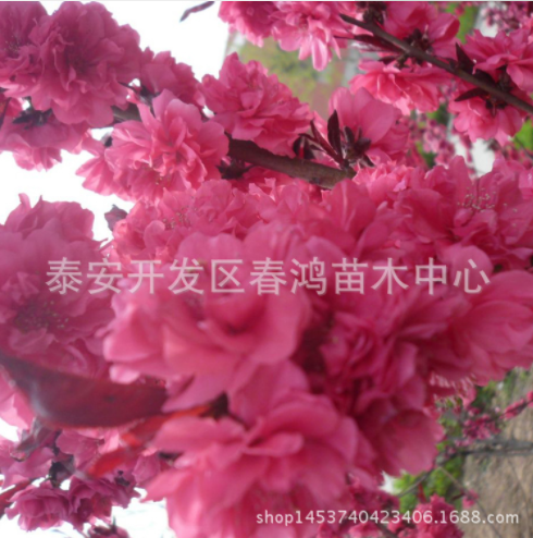長(zhǎng)期供應(yīng)紅葉碧桃小苗 紅葉碧桃小苗基地 紅葉碧桃小苗批發(fā) 供應(yīng)紅葉碧桃小苗 直銷紅葉碧桃小苗
