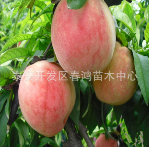 供應桃樹苗 直銷桃樹 基地出售桃樹 倉方桃樹批發(fā)價格 桃樹報價 桃樹供應商 中油5號桃樹 桃樹苗