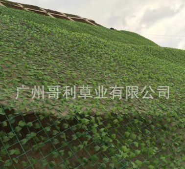 邊坡爬藤網(wǎng) 邊坡爬藤網(wǎng)報(bào)價(jià) 邊坡爬藤網(wǎng)批發(fā) 邊坡爬藤網(wǎng)供應(yīng)商 邊坡爬藤網(wǎng)哪家好 邊坡爬藤網(wǎng)電話
