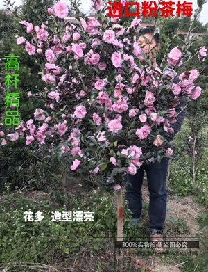 高桿日本茶梅 高桿日本茶梅報價 高桿日本茶梅批發(fā) 高桿日本茶梅供應(yīng)商 高桿日本茶梅哪家好 高桿日本茶梅電話