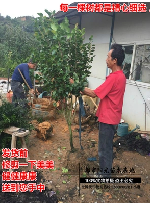 九轉(zhuǎn)大紅茶花 九轉(zhuǎn)大紅茶花報價 九轉(zhuǎn)大紅茶花批發(fā) 九轉(zhuǎn)大紅茶花供應(yīng)商 九轉(zhuǎn)大紅茶花哪家好 九轉(zhuǎn)大紅茶花電話