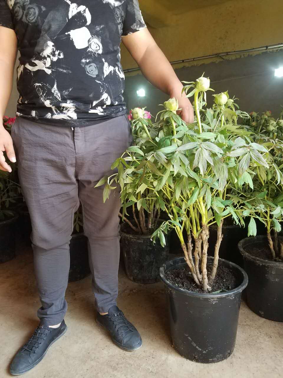 春節(jié)催花牡丹、*盆栽牡丹、室內(nèi)觀賞牡丹