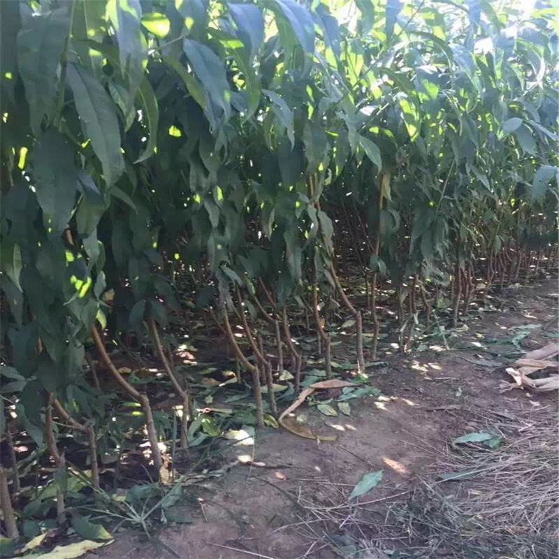 永蓮蜜桃桃樹苗多少錢一株  青海省永蓮蜜桃桃樹苗報價