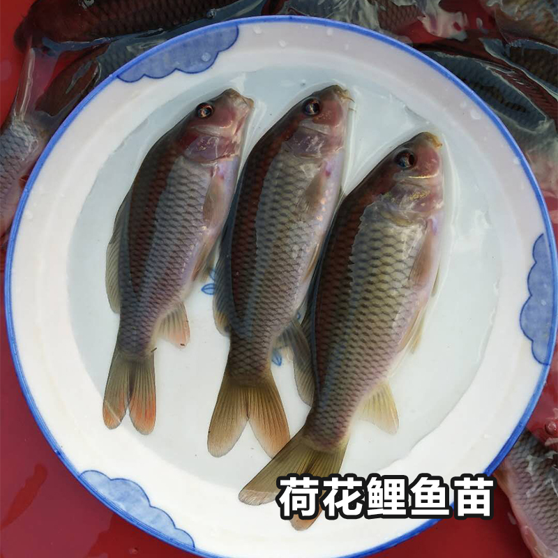 四川哪里有荷花鯉魚(yú)