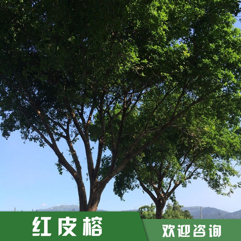 紅皮榕 小葉紅皮榕 菩提榕 紅皮榕批發(fā) 小葉紅皮榕價(jià)格 15059228086? 廠家直銷 品質(zhì)保證